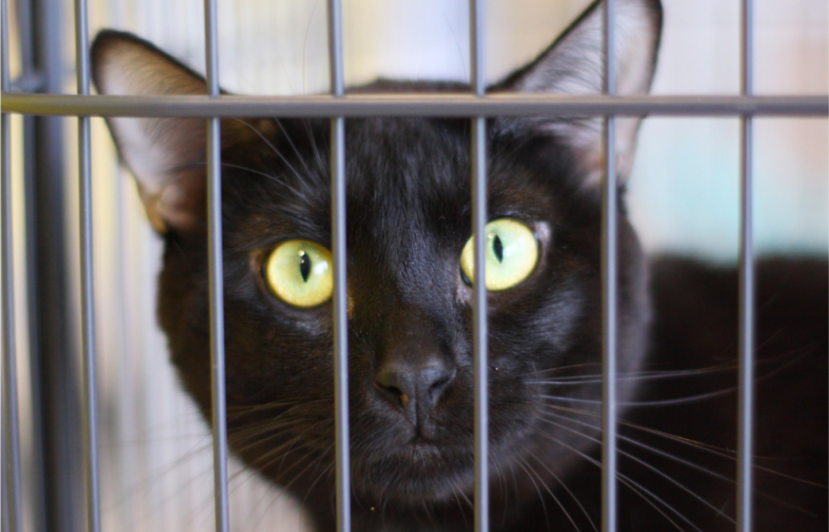 Black Cat Looking Through Cage