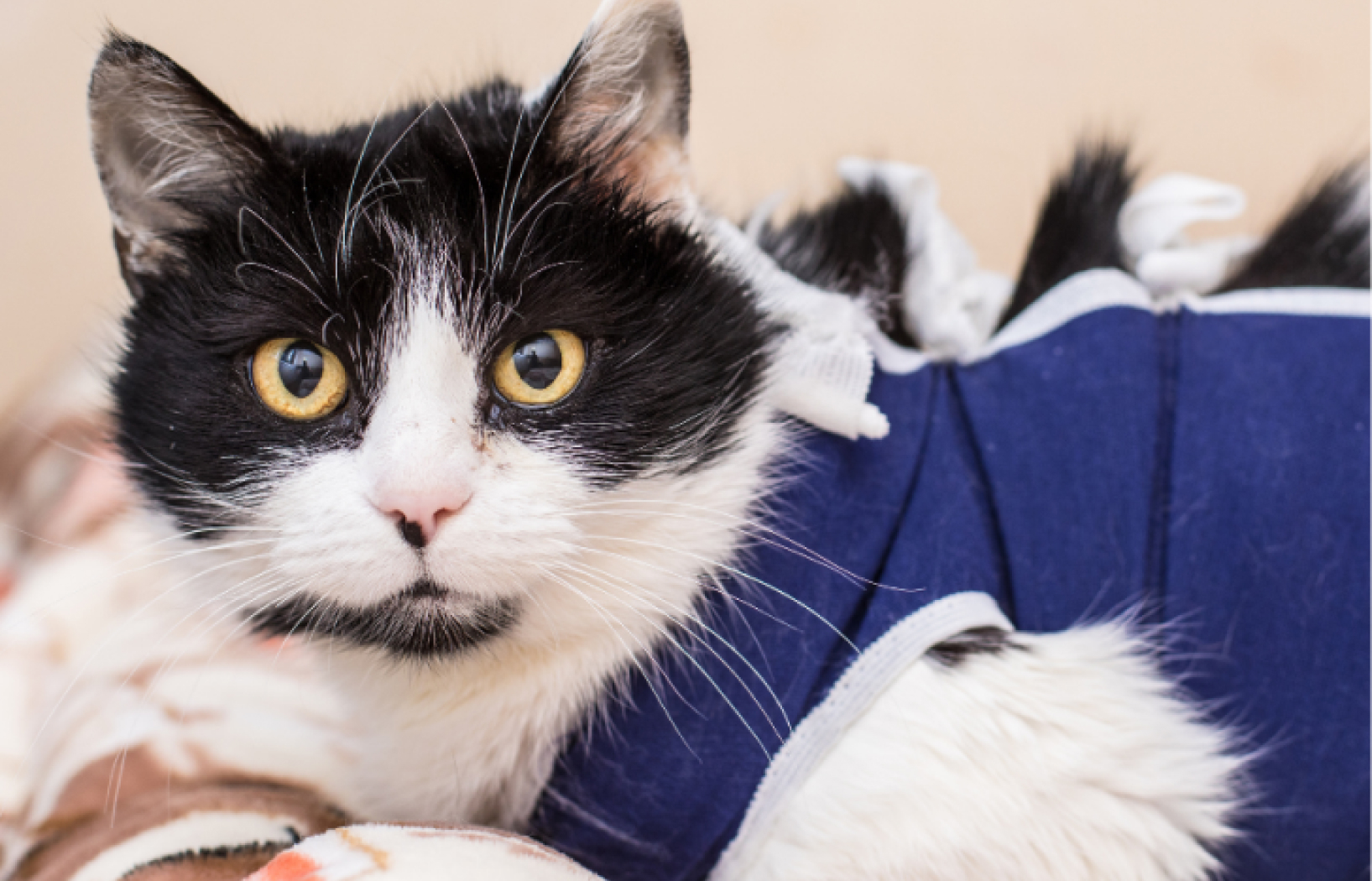 Black and White Cat with Medical Onesie