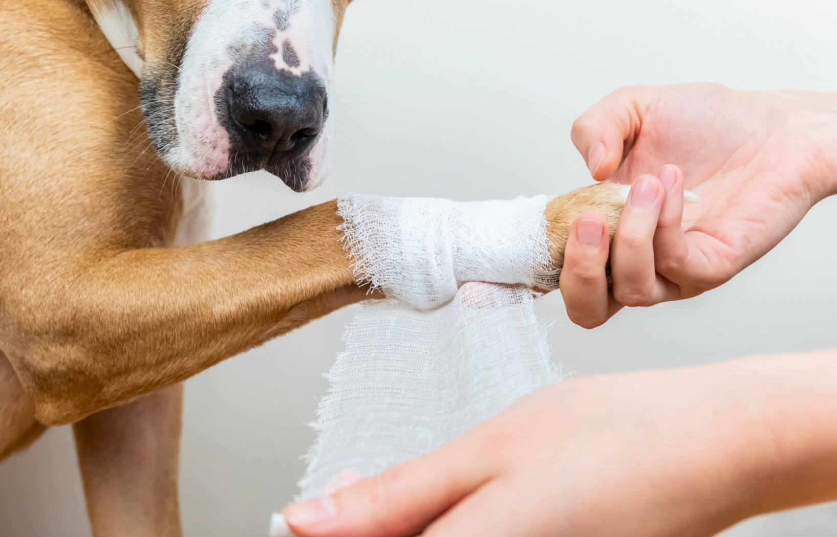 Person Wrapping Gauze on Dog's Paw