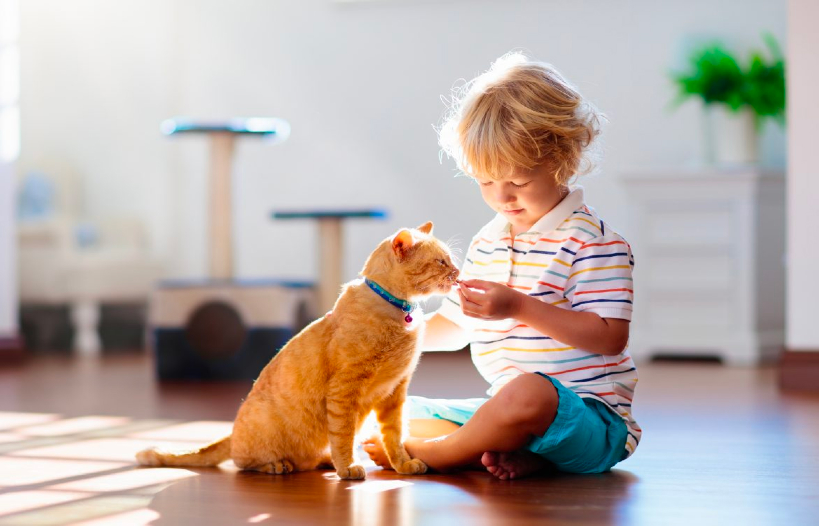 Little Boy Feeding Orange Cat