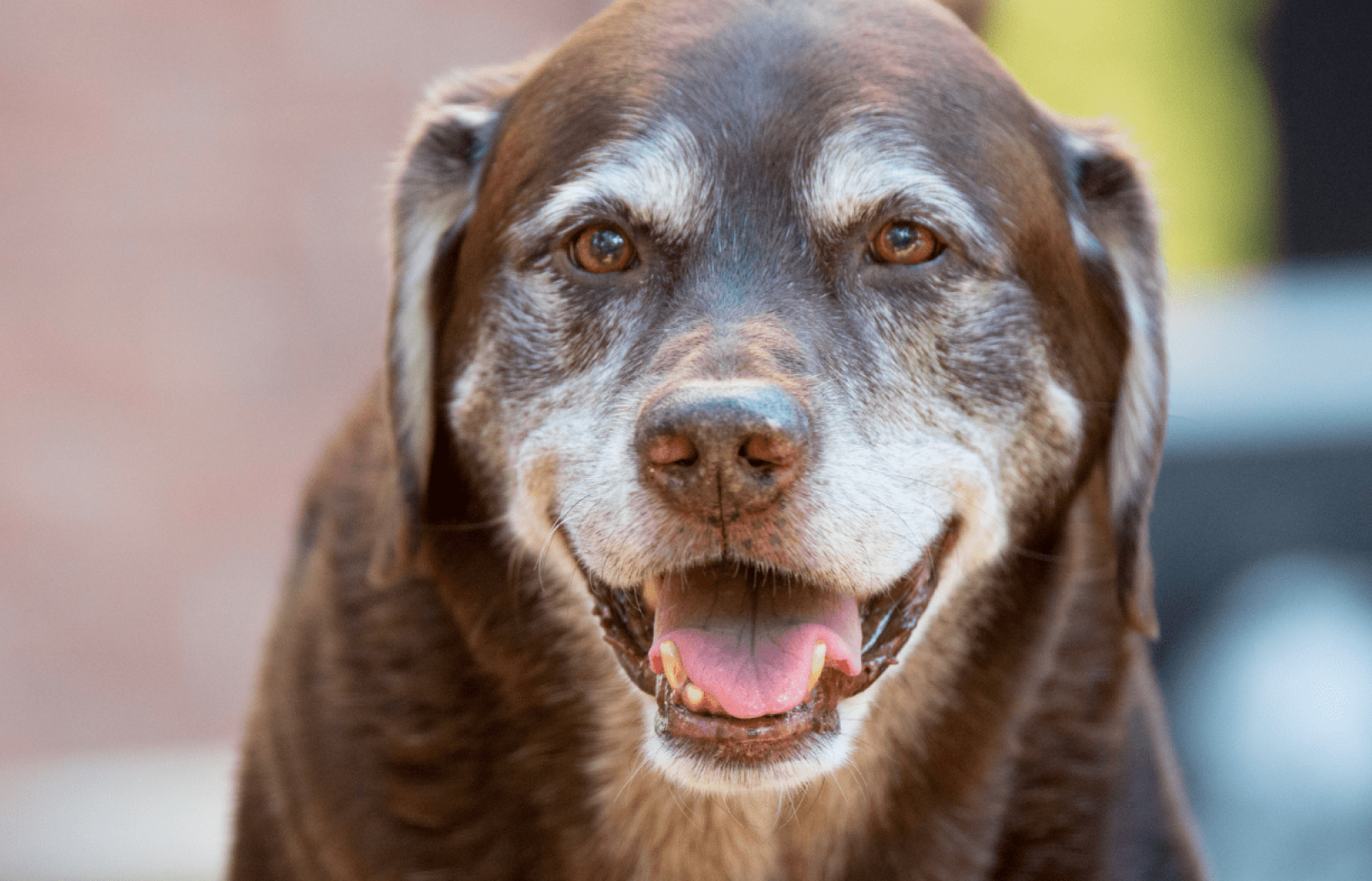 Learn about how animals mature and ways to improve their quality of life as they age.