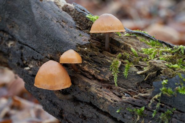 galerina species of mushrooms