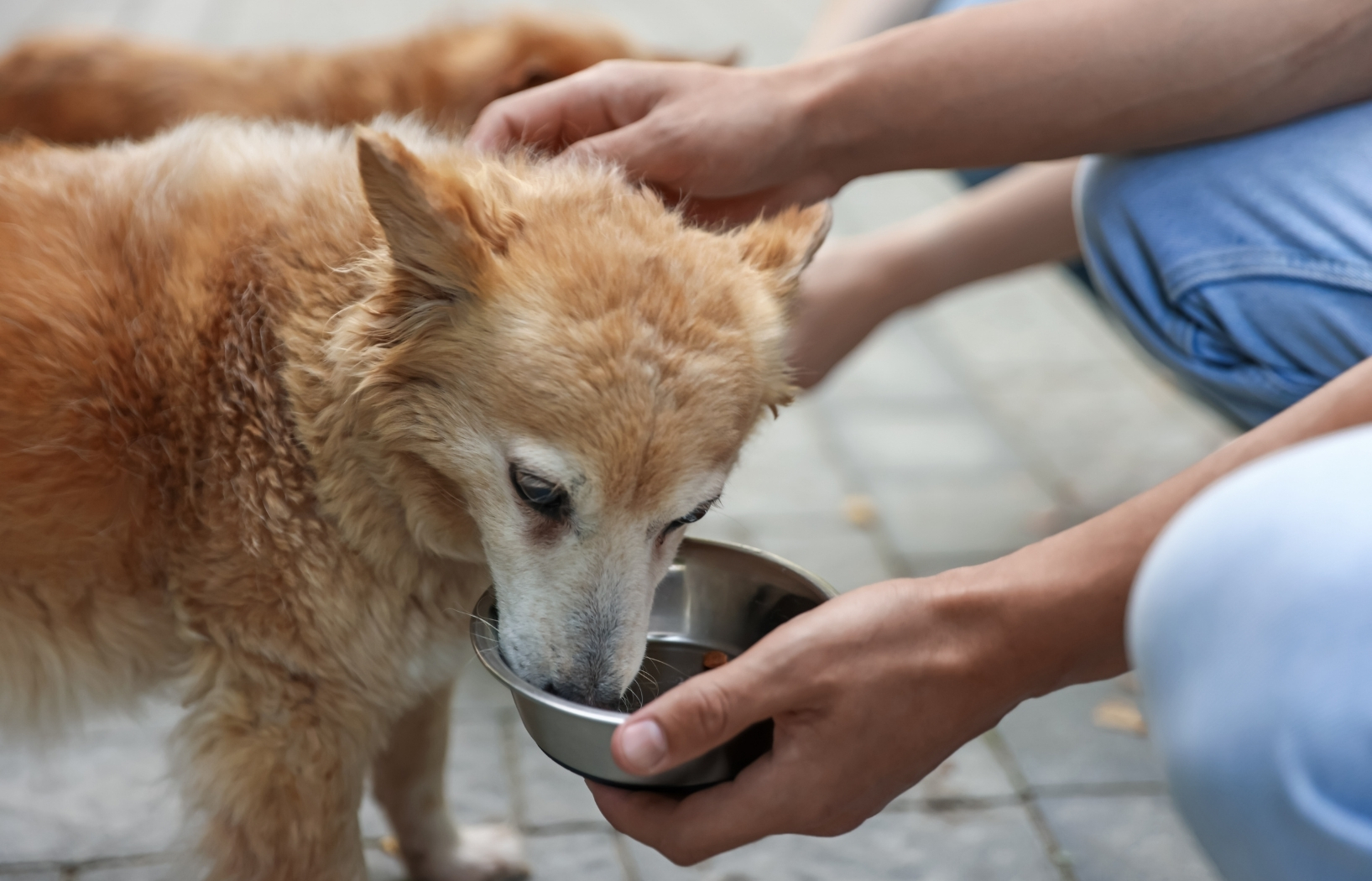 Practical strategies to boost your resilience and joy as a foster caregiver.