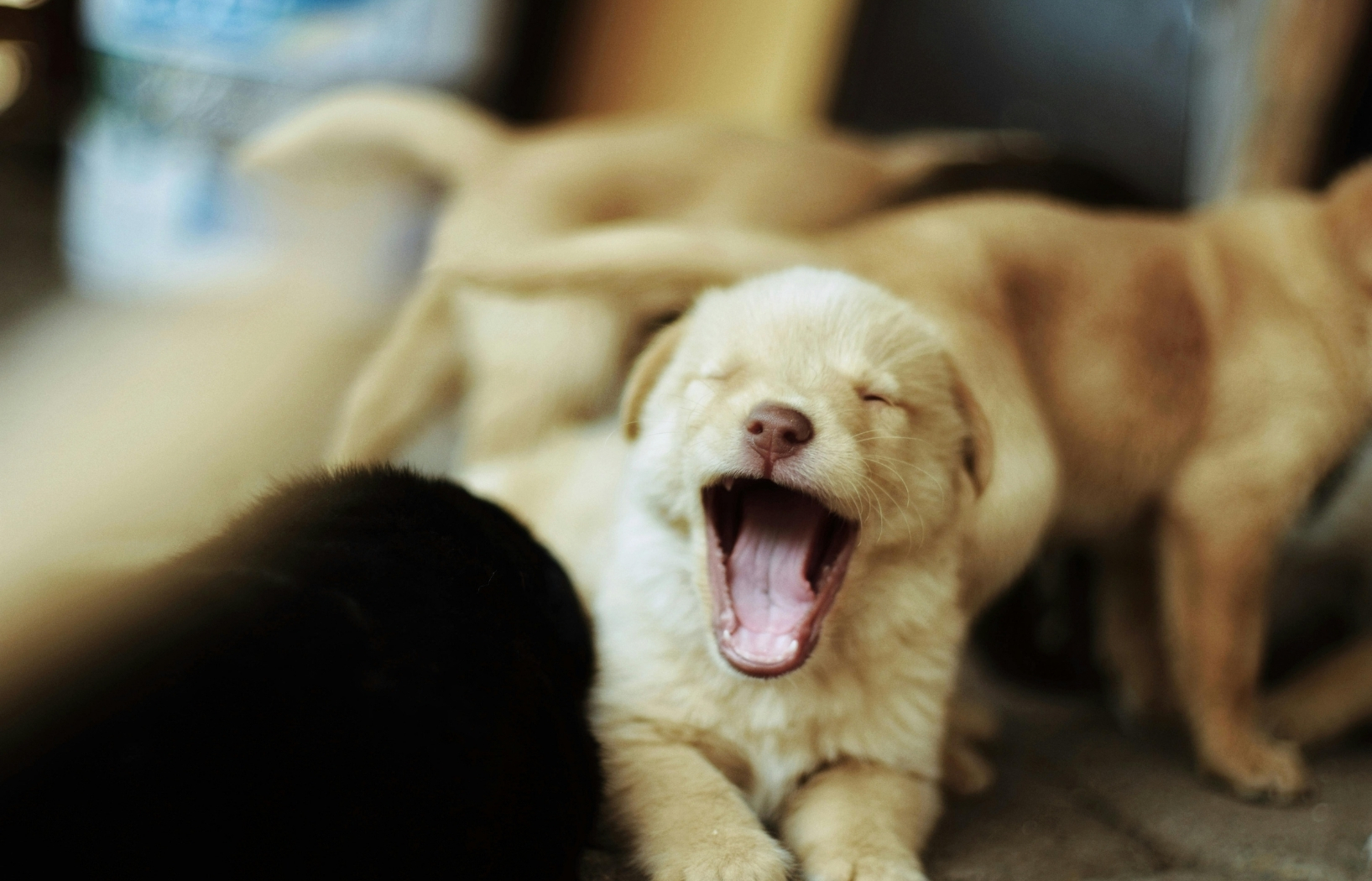 Learn to nurture newborn pups and orphaned animals with confidence and care.