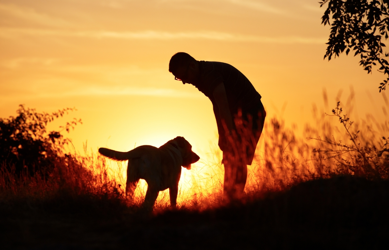 Navigate the emotional journey of end-of-life care for animals with confidence.