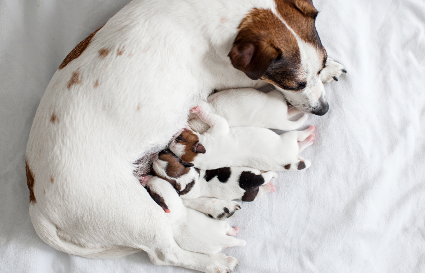 Master fostering pregnant and nursing animals with confidence and expert guidance.