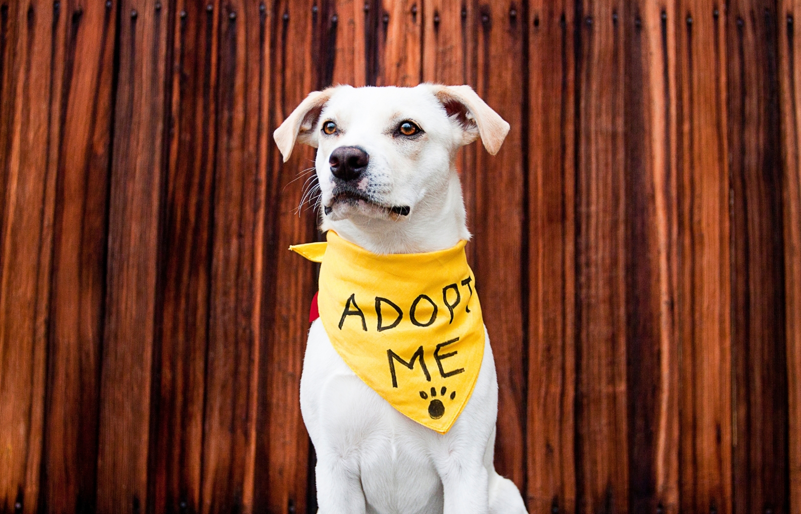 Guide your foster animal from safe haven to happy forever home with expert tips.