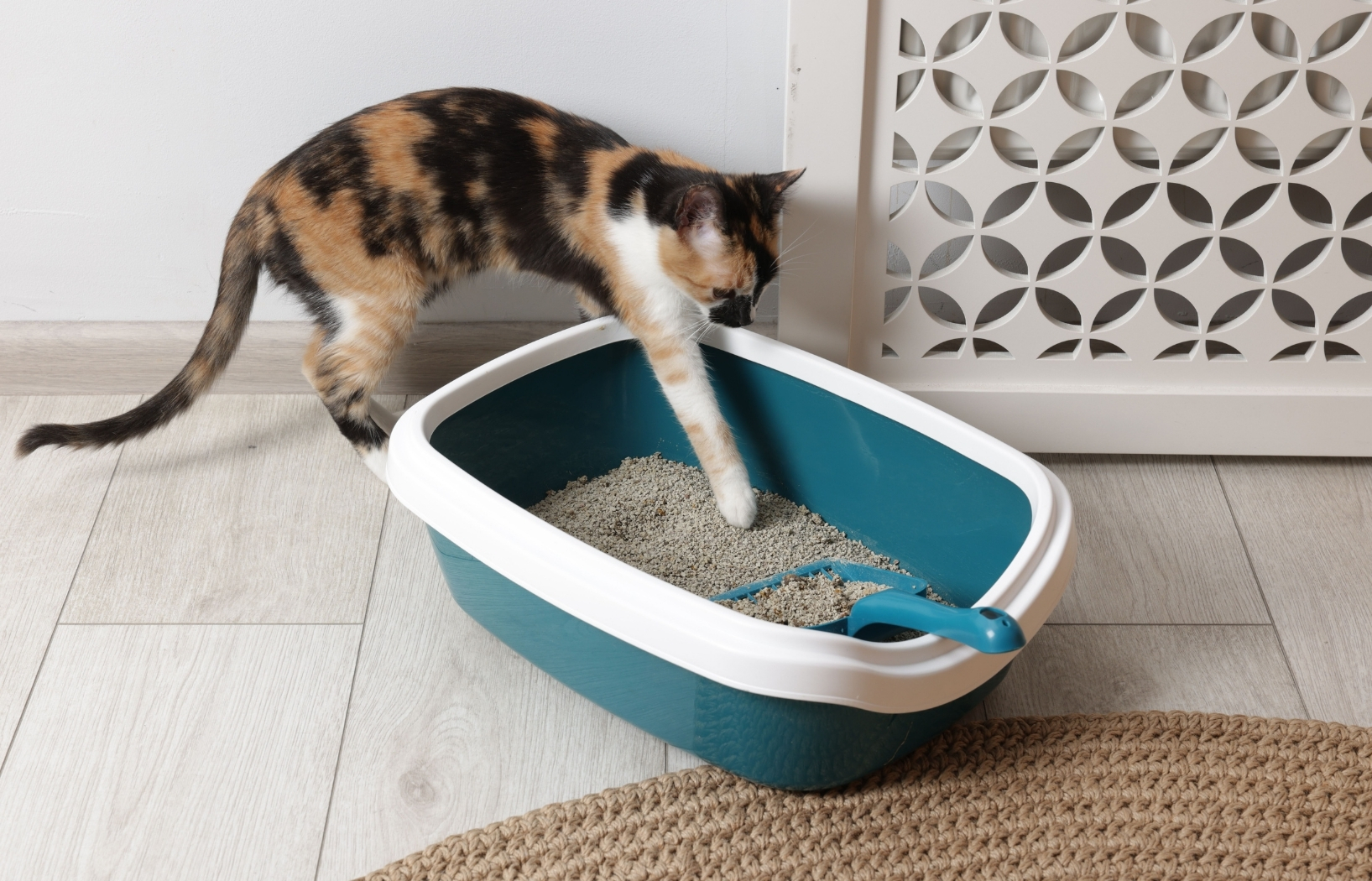 Your guide to teaching fosters proper litter habits, keeping cats happy and homes clean.