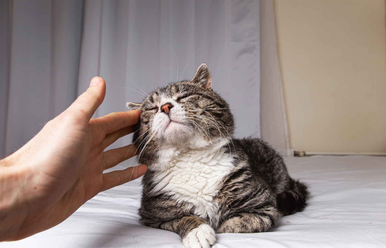 Help senior pets thrive with expert advice on care, happiness, and noticing important changes.