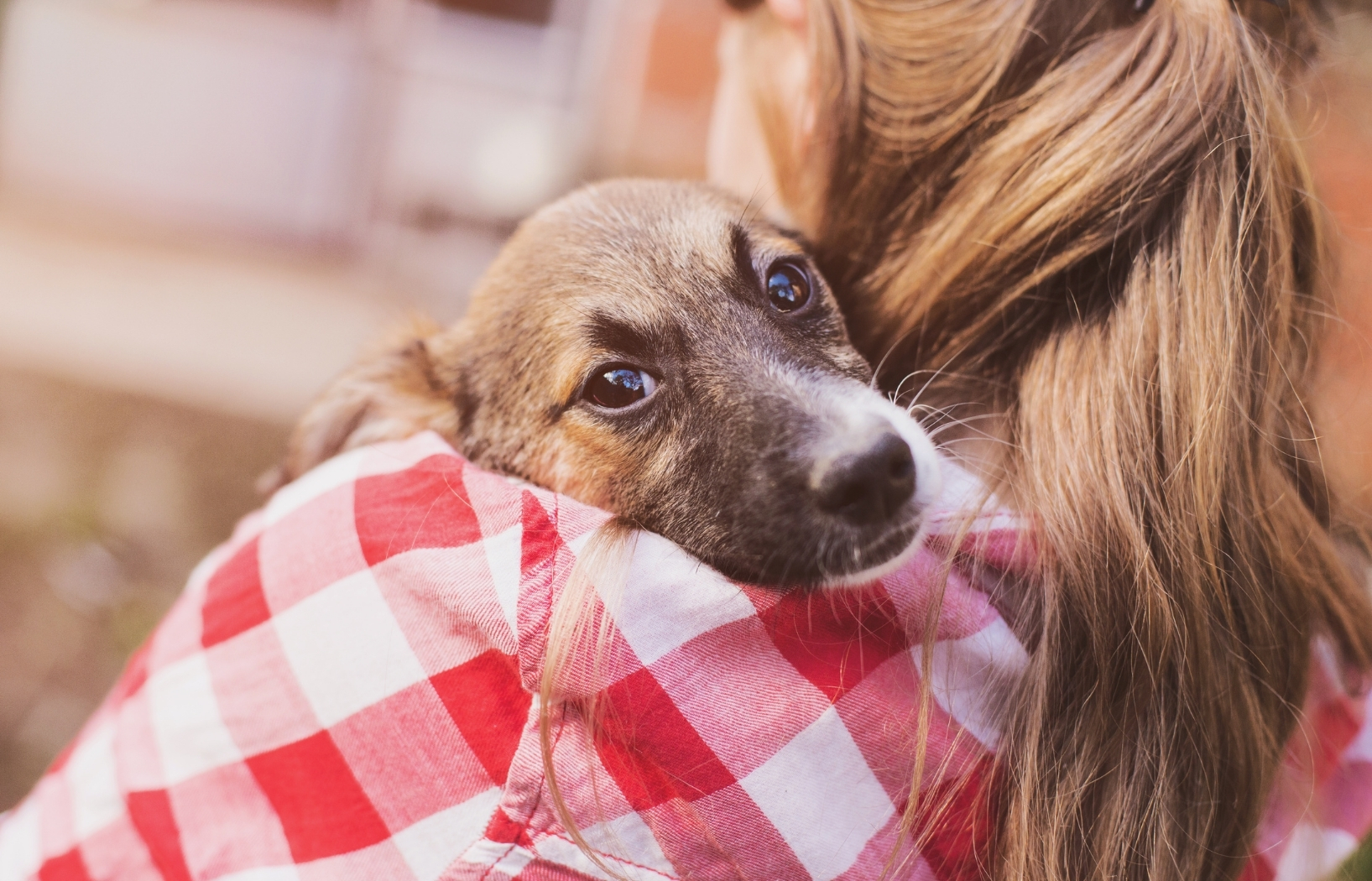 Discover best practices to support healing, growth, and social skills in foster pets.